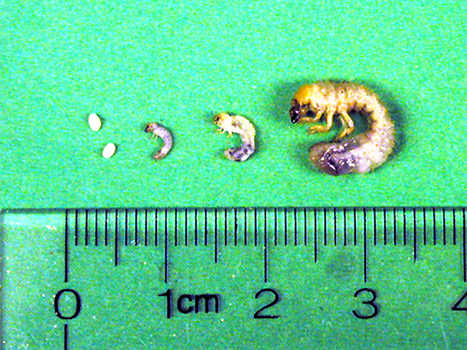 Tamaño comparativo de los diferentes estadíos larvales del escarabajo japonés en relación con el tamaño del huevo.